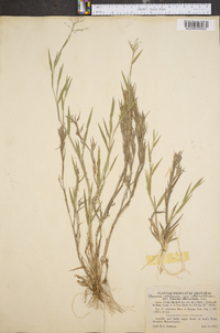 Panicum meridionale image