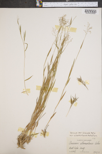Panicum meridionale image