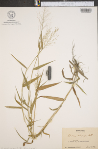 Panicum microcarpon image