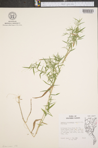 Panicum microcarpon image