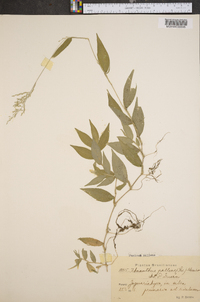 Panicum pallens image