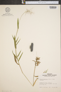 Panicum praecocius image