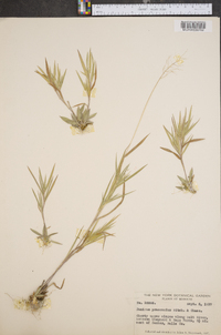 Panicum praecocius image