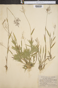 Panicum tsugetorum image