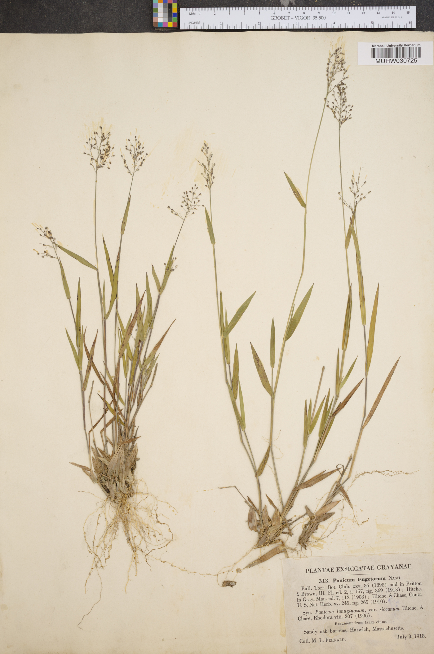 Panicum tsugetorum image