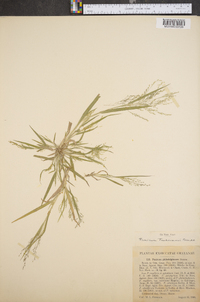 Panicum tuckermanii image