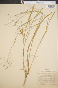 Kellochloa verrucosa image