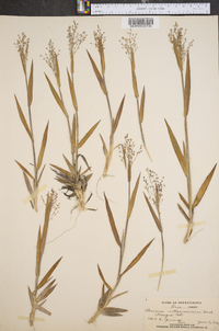 Panicum villosissimum image