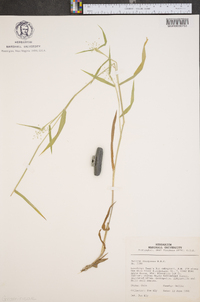 Panicum xalapense image