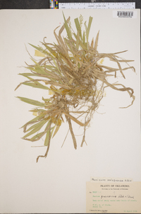 Panicum xalapense image