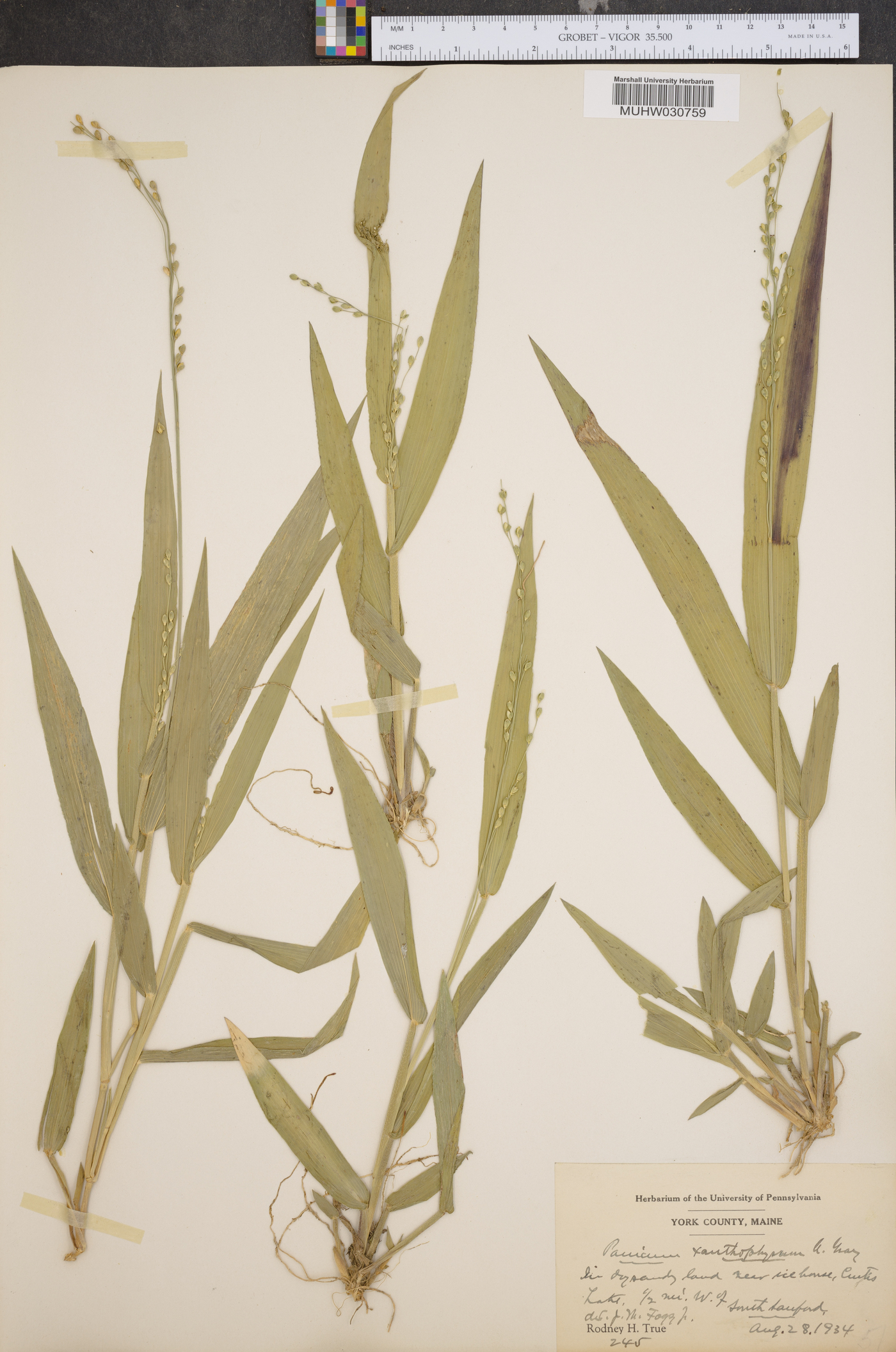 Panicum xanthophysum image