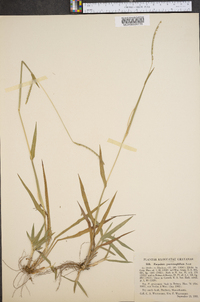 Paspalum setaceum var. psammophilum image