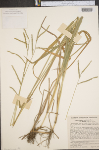 Paspalum pubiflorum image