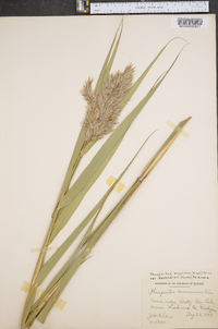 Phragmites australis image