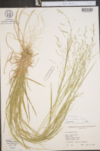 Poa alsodes image