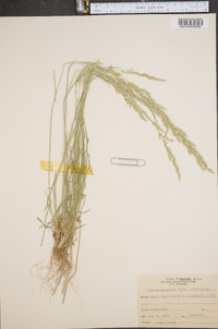 Poa arachnifera image