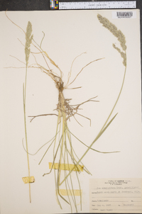 Poa arachnifera image