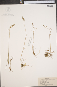 Poa arctica image