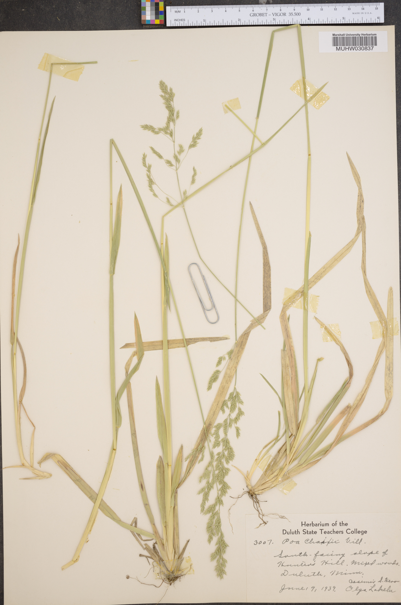 Poa chaixii image