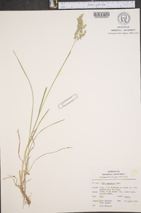 Poa cuspidata image