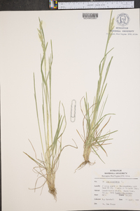 Poa cuspidata image