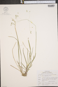 Poa cuspidata image