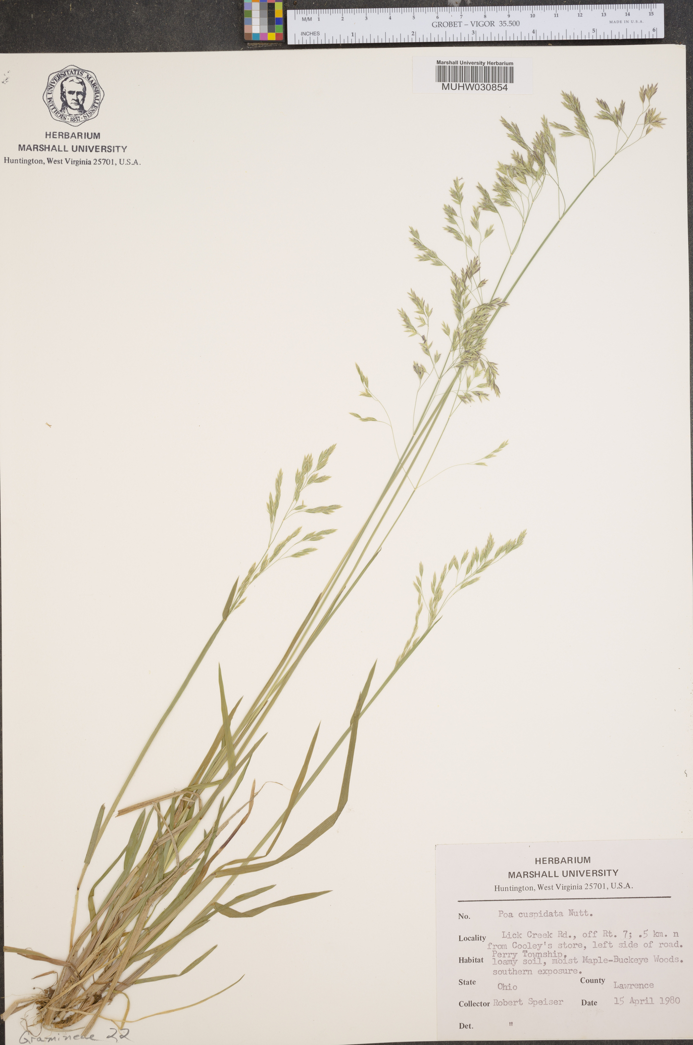 Poa cuspidata image