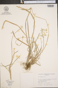 Poa cuspidata image