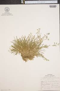 Poa cuspidata image