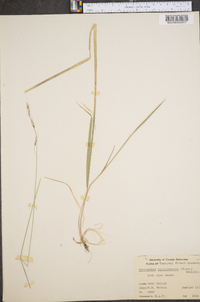 Schizachne purpurascens image