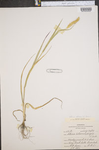 Pennisetum glaucum image