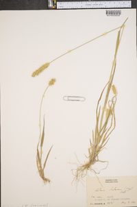 Pennisetum glaucum image