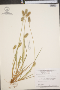 Pennisetum glaucum image