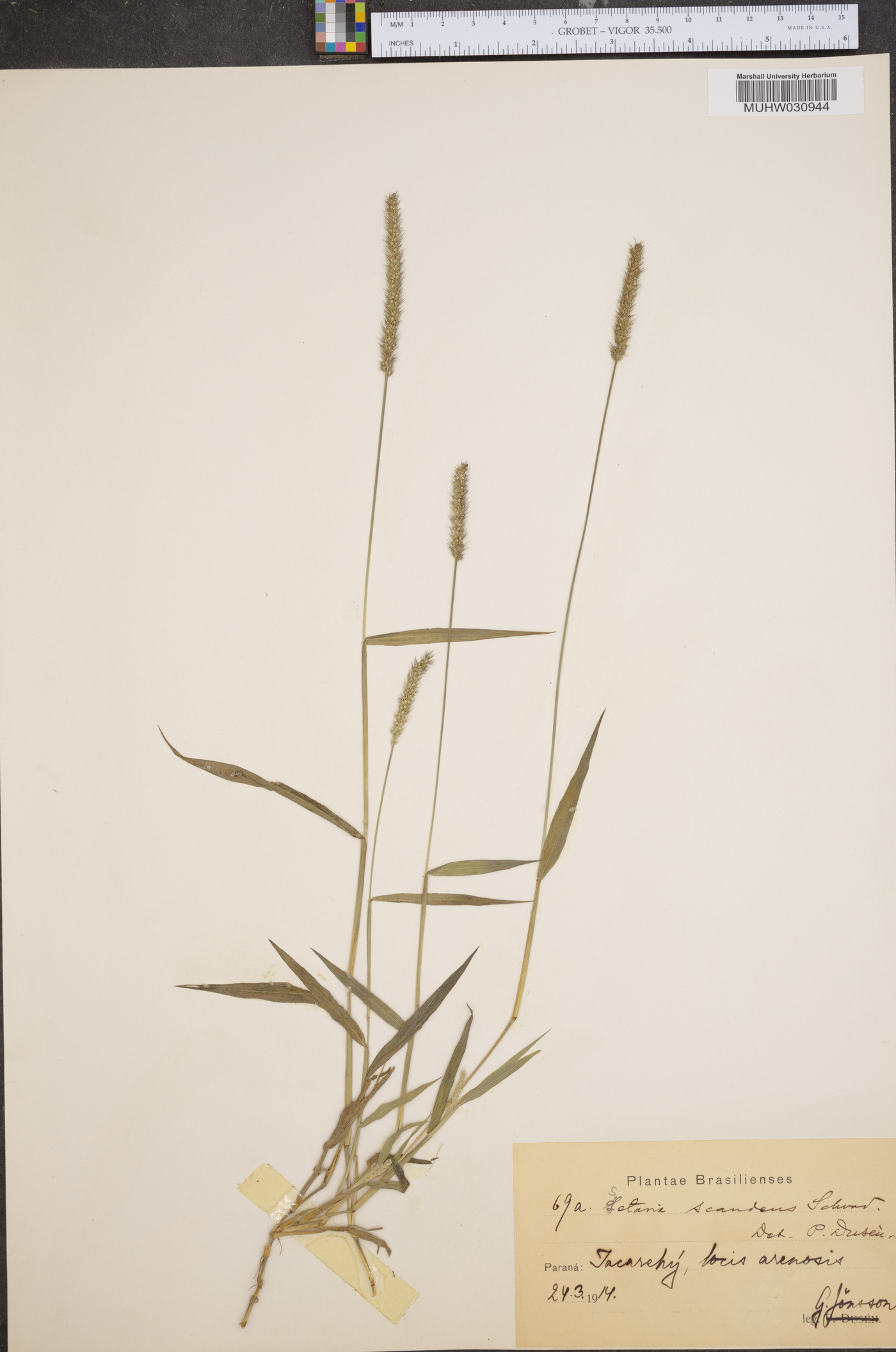 Setaria scandens image