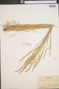 Sphenopholis intermedia image