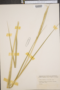 Spartina alterniflora image