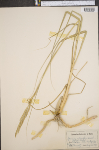 Spartina alterniflora image