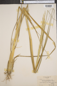 Spartina alterniflora image