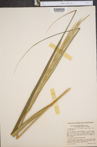 Spartina alterniflora image