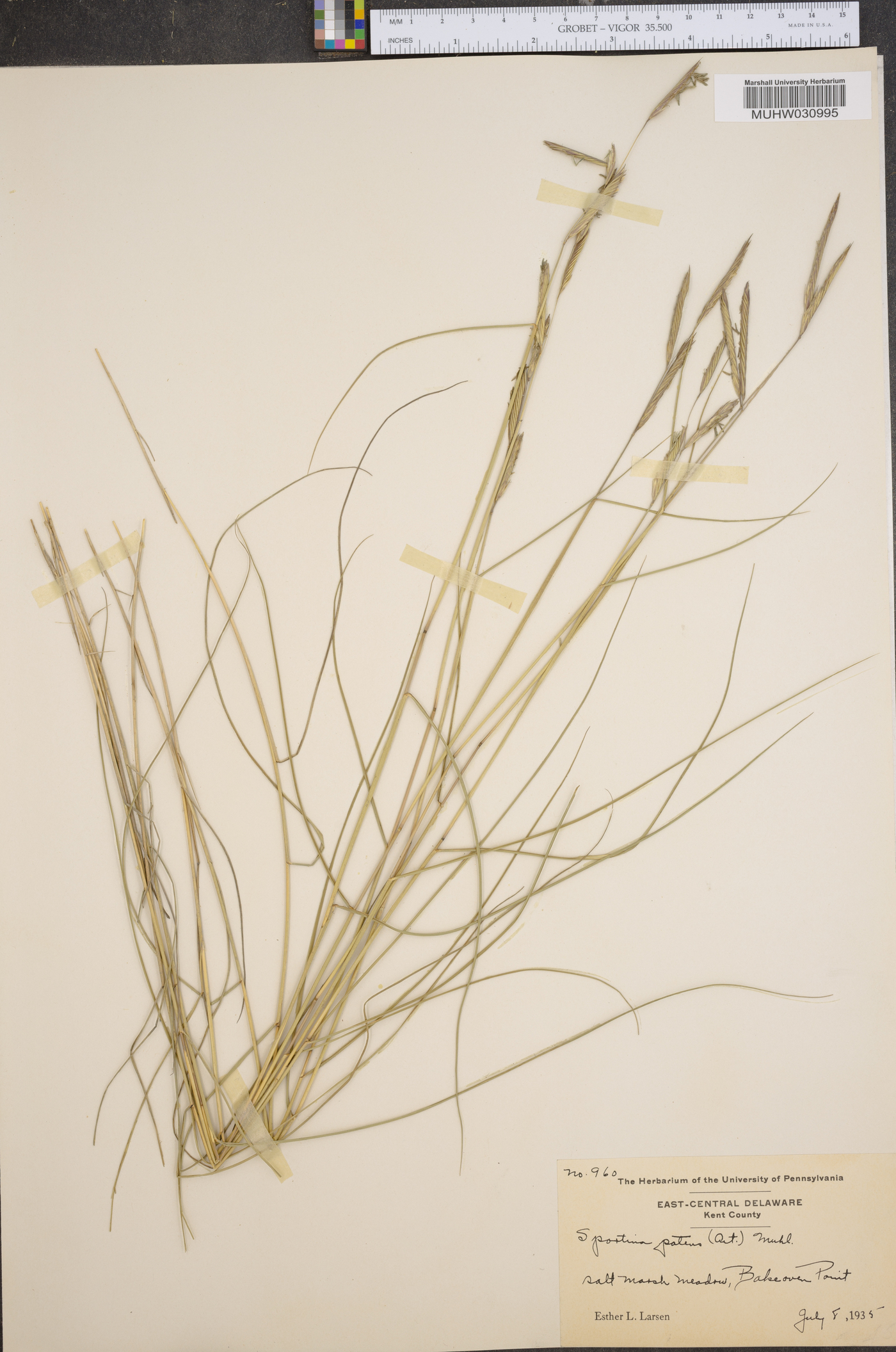 Spartina patens image