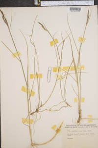 Spartina patens image