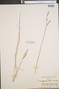 Spartina patens image