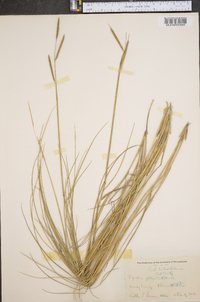 Spartina patens image