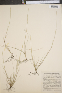Sporobolus vaginaeflorus image