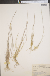 Sporobolus vaginaeflorus image