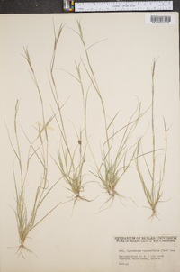 Sporobolus vaginaeflorus image