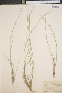 Sporobolus vaginaeflorus image