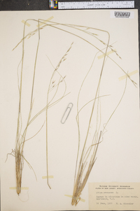 Stipa avenacea image