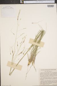 Stipa avenacea image