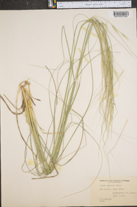 Hesperostipa spartea image